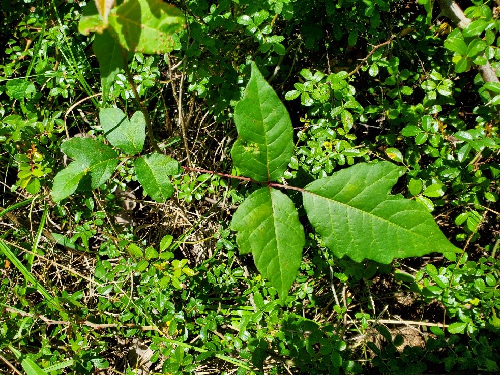 Poison Ivy – Fort Bend Municipal Utility District 118
